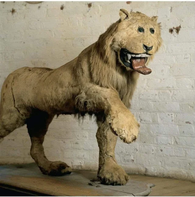 18th century taxidermy